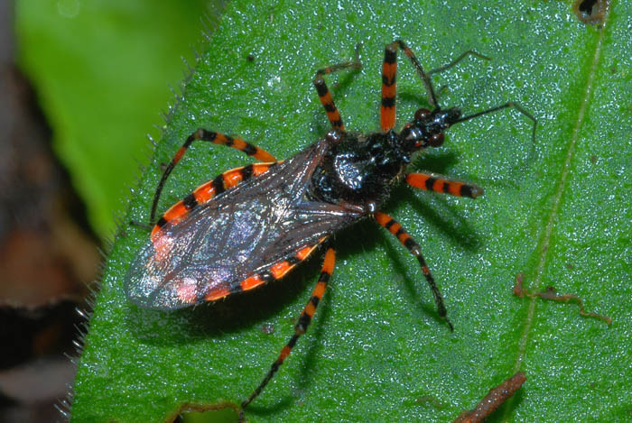 Reduviidae: Sphedanolestes cingulatus in Emilia (BO)